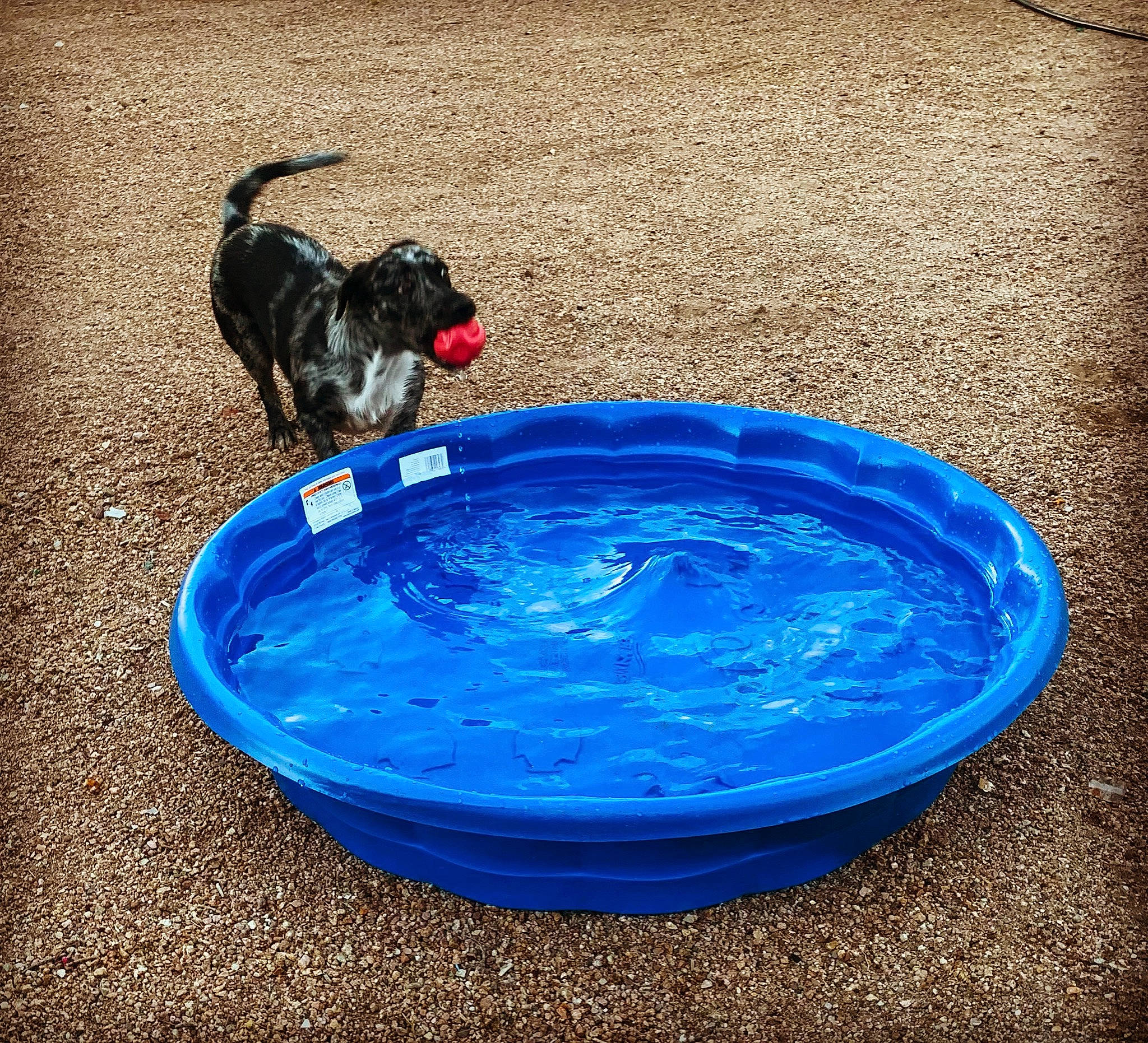 Maize is registered to the contest to win money with this photo: blue, carnivore, circle, companion_dog, dog, dog_breed, dog_supply, electric_blue, fluid, liquid, paint, pet_supply, plastic, solvent, sporting_group, vertebrate, water, working_animal