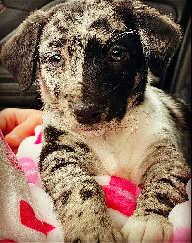 Maize is registered to the contest to win money with this photo: canidae, carnivore, companion_dog, dog, dog_breed, fawn, fur, non_sporting_group, paw, photography, puppy, puppy_love, snout, sporting_group, street_dog, terrestrial_animal, toy_dog, whiskers, working_animal