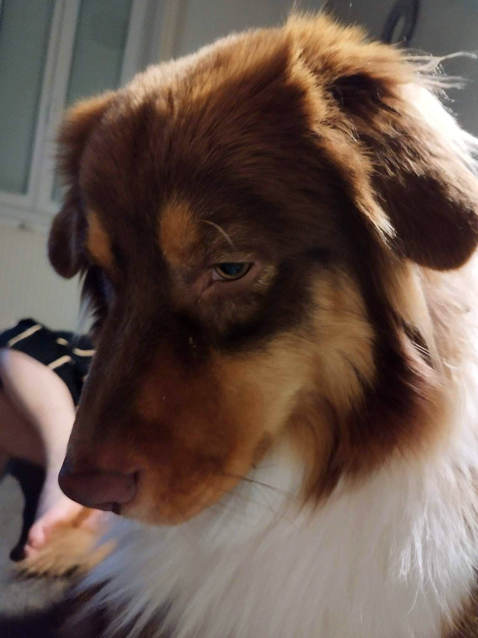 Twister participe au concours pour gagner de l'argent avec cette photo : ancient_dog_breeds, australian_collie, canidae, carnivore, collie, companion_dog, dog, dog_breed, fawn, fur, herding_dog, rough_collie, scotch_collie, shetland_sheepdog, snout, sporting_group, terrestrial_animal, whiskers, working_animal, working_dog