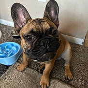 Milo is registered to the contest to win money with this photo: dog, french_bulldog, puppy, pet, indoor, carpet, floor, ears, eyes, brown, black, slow_feeder, bowl, cute, animal, canine, companion, waiting, curious, home