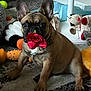 Milo joined the competition — help win amazing prizes! dog, french_bulldog, puppy, rose, toy, indoor, carpet, pet, cute, ears, brown, black_nose, collar, playing, animal, floor, stuffed_animal, chew_toy, pet_toy, adorable