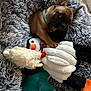 Milo is registered to the contest to win money with this photo: puppy, dog, plush_toy, penguin_toy, bed, fluffy_bed, collar, brown_dog, cute, pet, indoor, cozy, soft_toys, animal, young_dog, playful, resting, fur, cuddling, comfortable
