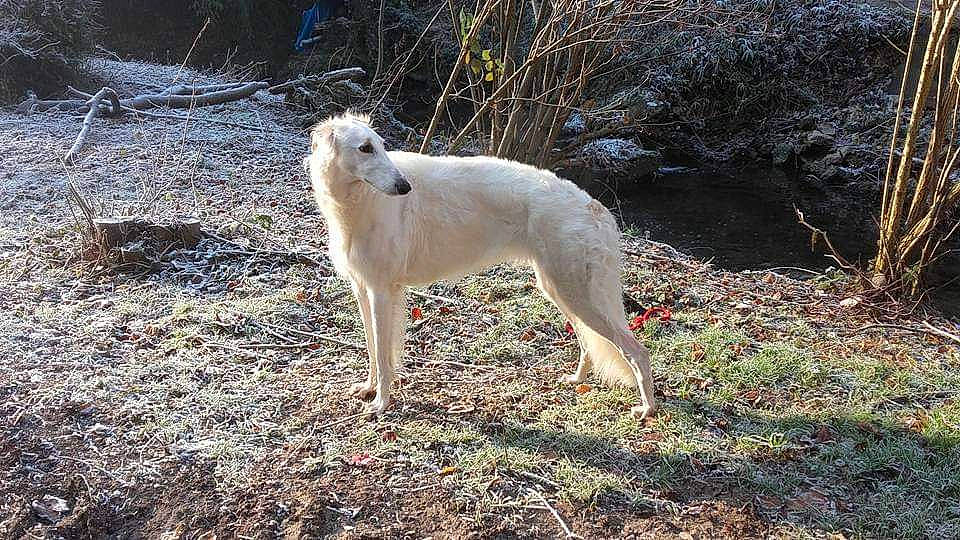 Ljubljana a rejoint le concours — aidez-le/la à gagner de superbes lots ! american_staghound, canaan_dog, canidae, carnivore, cretan_hound, dog, dog_breed, korean_jindo_dog, longhaired_whippet, mammal, rare_breed_dog, saluki, tail, vertebrate