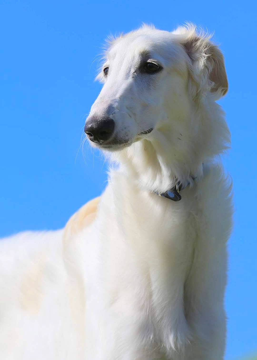 Ljubljana participe au concours pour gagner de l'argent avec cette photo : borzoi, canidae, carnivore, companion_dog, dog, dog_breed, hortaya_borzaya, longhaired_whippet, mammal, rare_breed_dog, saluki, sighthound, silken_windhound, vertebrate, whippet