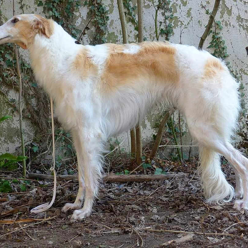 Vera