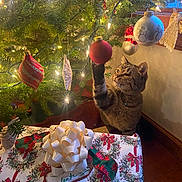 Kiki joined the competition — help win amazing prizes! cat, tabby_cat, christmas_tree, christmas_ornament, red_ornament, holiday_decorations, gift, present, white_bow, festive, lights, pine_tree, indoor, curious, paw, wood_floor, window, ribbon, greenery, holiday