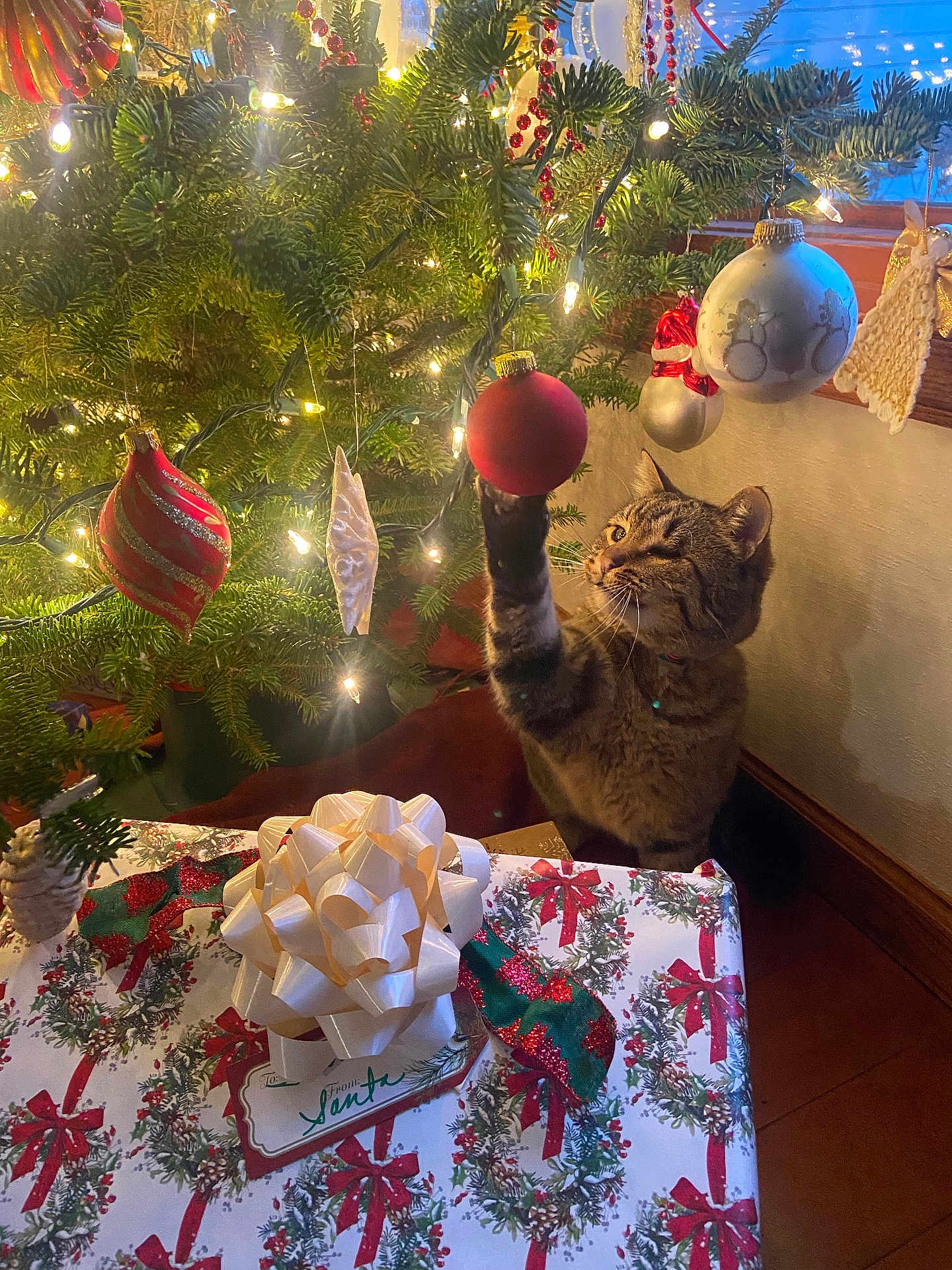 Kiki joined the competition — help win amazing prizes! cat, tabby_cat, christmas_tree, christmas_ornament, red_ornament, holiday_decorations, gift, present, white_bow, festive, lights, pine_tree, indoor, curious, paw, wood_floor, window, ribbon, greenery, holiday