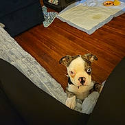 Rocky is registered to the contest to win money with this photo: puppy, dog, heterochromia, blanket, floor, wooden_floor, pet_bowl, toy, indoor, cozy, curious, cute, small_dog, collar, paw, pet_supplies, home, looking_up, young_dog, animal