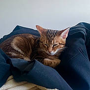 Kookie participe au concours pour gagner de l'argent avec cette photo : cat, tabby, sleeping, cozy, fabric, clothing, black_cloth, white_knit, indoor, resting, pet, animal, fur, whiskers, ears, cute, domestic_cat, calm, relaxation, soft_texture