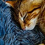 cat, sleeping, tabby, close_up, fur, whiskers, ear, nose, blue_blanket, cozy, relaxed, pet, animal, feline, soft_texture, indoor, cute, resting, warm, peaceful