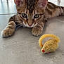 kitten, cat, tabby, toy_mouse, floor, tile, indoor, pet, animal, feline, whiskers, ears, paws, playful, curious, closeup, young, domestic_cat, resting, focus