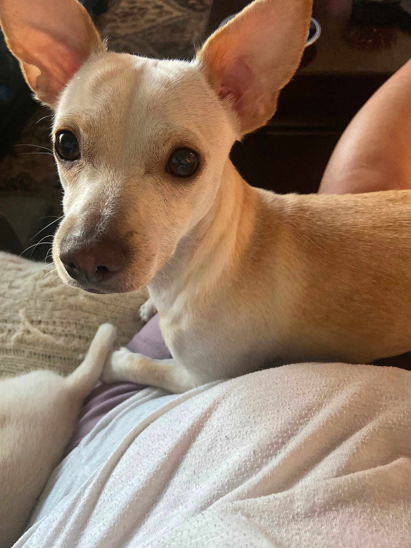Oliver
