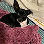 Toby joined the competition — help win amazing prizes! dog, small_dog, black_dog, white_chest, blanket, maroon_blanket, bed, striped_bedspread, pillow, stuffed_animals, indoor, pet, cute, cozy, fur, ears, animal, companion, resting, curious