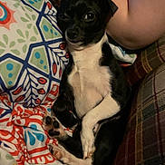 Toby joined the competition — help win amazing prizes! dog, small_dog, black_and_white, lying_down, blanket, patterned_blanket, paw, human_arm, couch, resting, indoors, pet, cute, relaxed, fur, animal, companion, cozy, home, comfort