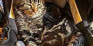 Debo is registered to the contest to win money with this photo: car_seat, cat, close_up, cozy, domestic, ears, fur, indoor, infant_car_seat, paws, pet, relaxed, seat_padding, sleeping, striped_fur, sunlit, tabby_cat, tail, warning_label, whiskers