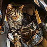 car_seat, cat, close_up, cozy, domestic, ears, fur, indoor, infant_car_seat, paws, pet, relaxed, seat_padding, sleeping, striped_fur, sunlit, tabby_cat, tail, warning_label, whiskers