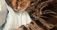 Debo is registered to the contest to win money with this photo: bedding, blanket, cat, close_up, cozy, domestic_cat, feline, fur, indoor, nap, nose, paw, pet, portrait, relaxed, sleeping_cat, soft_texture, striped, tabby_cat, whiskers