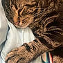 Debo is registered to the contest to win money with this photo: bedding, blanket, cat, close_up, cozy, domestic_cat, feline, fur, indoor, nap, nose, paw, pet, portrait, relaxed, sleeping_cat, soft_texture, striped, tabby_cat, whiskers