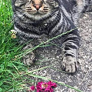 Debo is registered to the contest to win money with this photo: animal, cat, close_up, collar, curious, daylight, flower_petals, fur, grass, greenery, nature, nostalgia, outdoor, paws, pet, portrait, relaxed, stone_path, tabby, whiskers