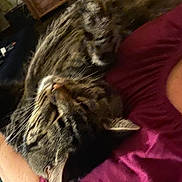 Debo is registered to the contest to win money with this photo: arm, cat, close_up, couch, cozy, feline, fur, home_interior, indoor, maroon_shirt, night_low_light, paw, person_partial, pet, portrait, relaxed, shirt, sleeping, tabby_cat, whiskers