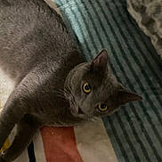 Milkshake is registered to the contest to win money with this photo: animal, cat, closeup, cozy, curious, cute, domestic_cat, feline, fur, gray_cat, home, indoor, lying_down, pet, relaxed, resting, soft_texture, striped_blanket, whiskers, yellow_eyes