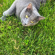 Milkshake is registered to the contest to win money with this photo: cat, gray_cat, yellow_eyes, grass, outdoor, pet, animal, feline, laying_down, nature, greenery, close_up, whiskers, ears, fur, relaxed, curious, daylight, mammal, eye_contact