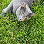 cat, gray_cat, yellow_eyes, grass, outdoor, pet, animal, feline, laying_down, nature, greenery, close_up, whiskers, ears, fur, relaxed, curious, daylight, mammal, eye_contact