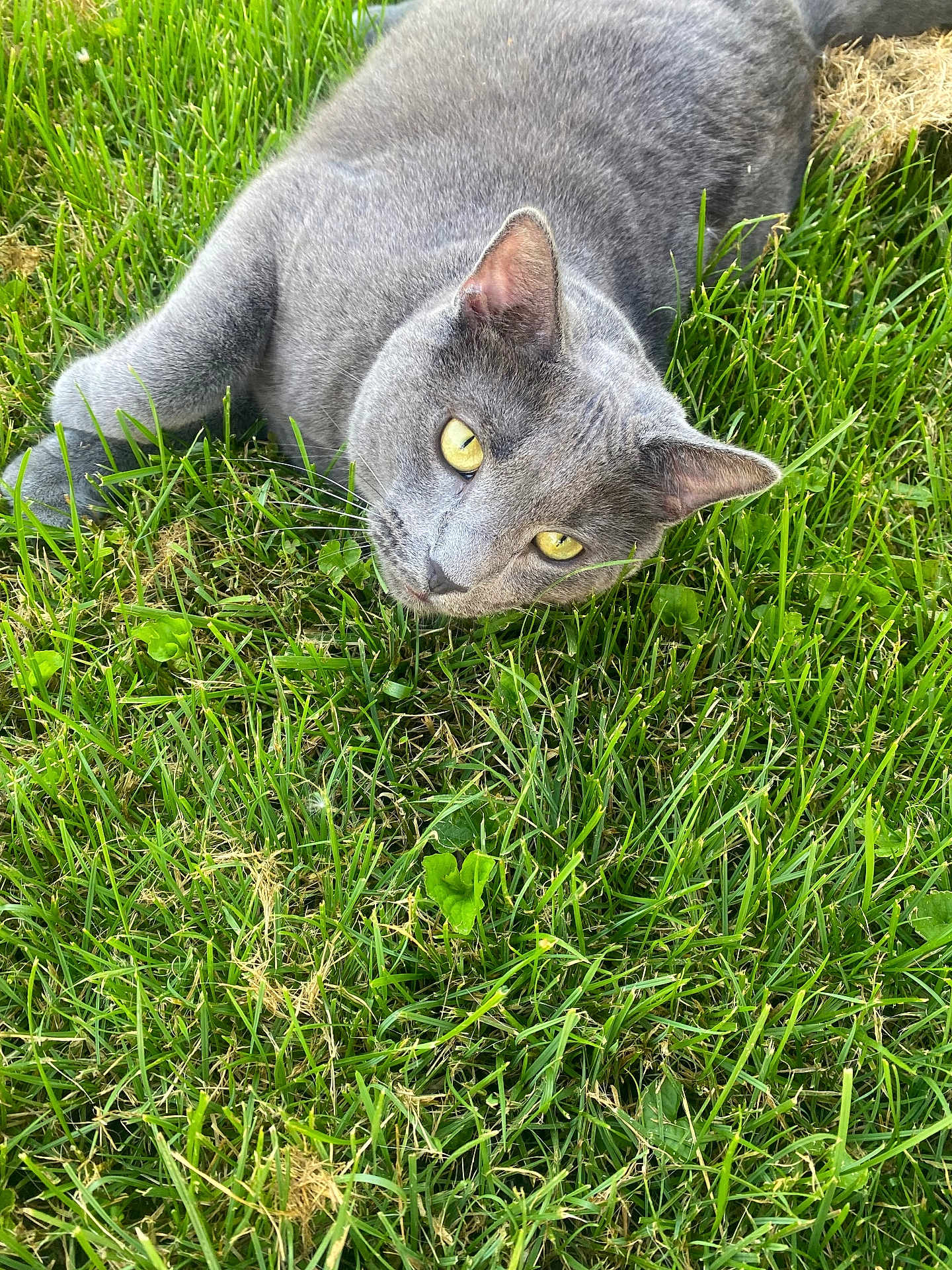 Milkshake is registered to the contest to win money with this photo: cat, gray_cat, yellow_eyes, grass, outdoor, pet, animal, feline, laying_down, nature, greenery, close_up, whiskers, ears, fur, relaxed, curious, daylight, mammal, eye_contact