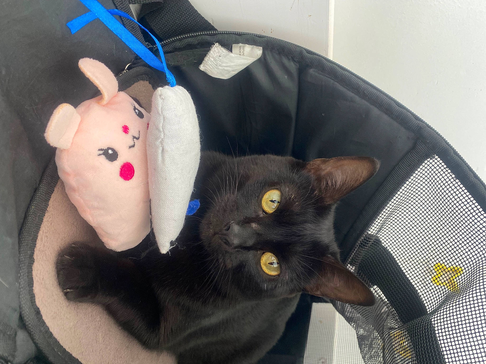 Pumba a rejoint le concours — aidez-le/la à gagner de superbes lots ! bag, black_cat, bombay, carnivore, cat, chair, comfort, domestic_short_haired_cat, fashion_accessory, felidae, fur, plant, plush, small_to_medium_sized_cats, snout, stuffed_toy, tail, teddy_bear, toy, whiskers