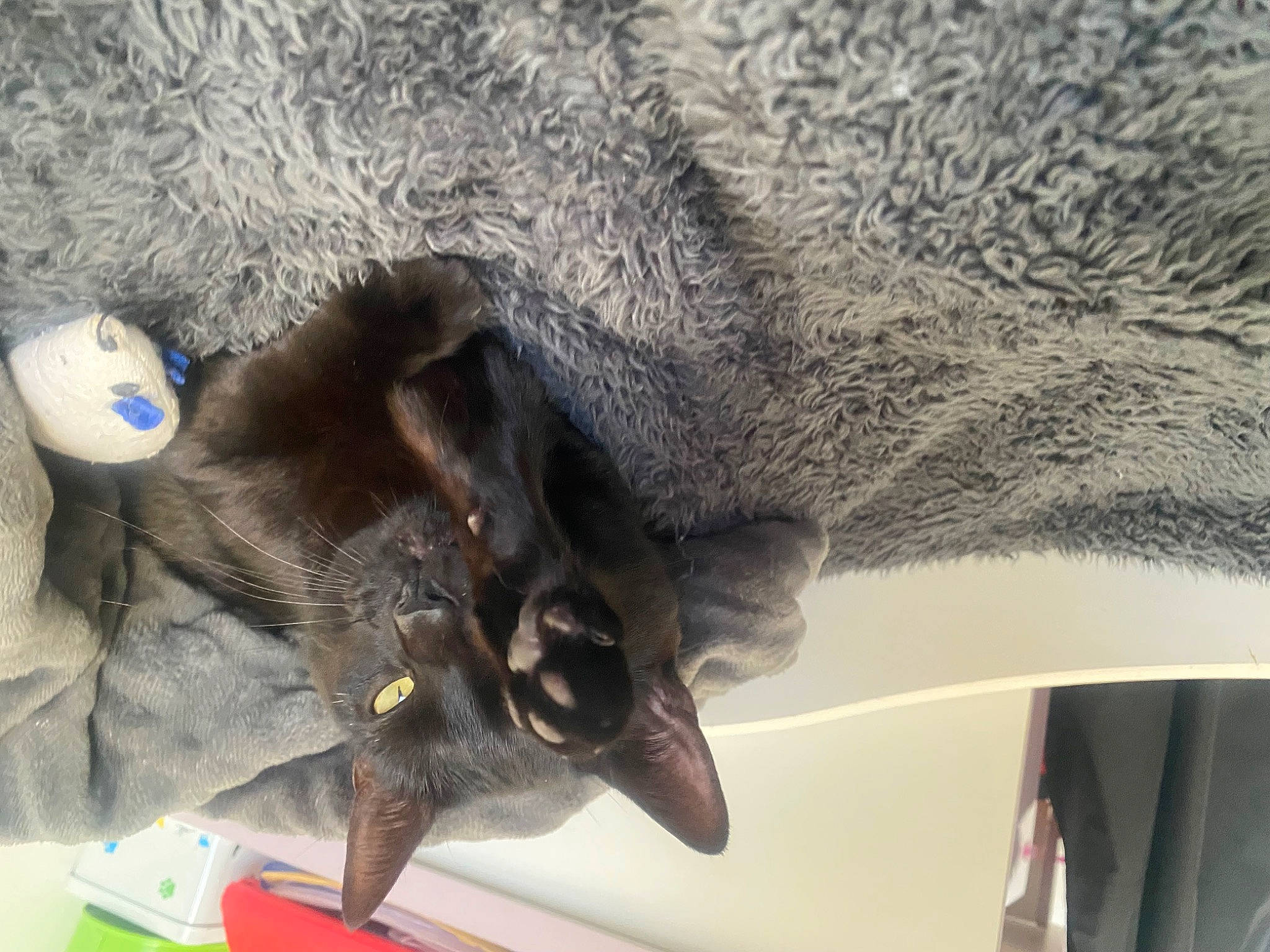 Pumba a rejoint le concours — aidez-le/la à gagner de superbes lots ! carnivore, cat, claw, comfort, dog_breed, domestic_short_haired_cat, felidae, fur, grey, paw, small_to_medium_sized_cats, tail, whiskers