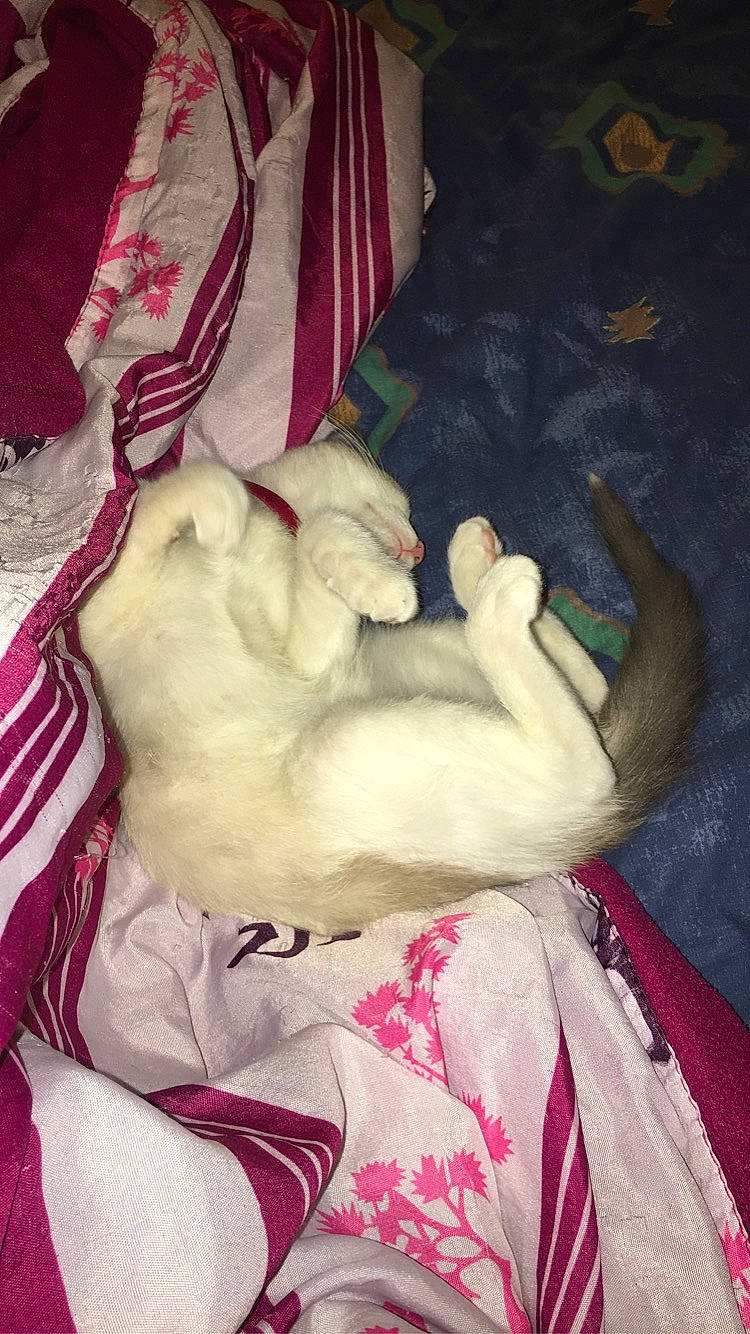 Perle a rejoint le concours — aidez-le/la à gagner de superbes lots ! abdomen, canidae, carnivore, chest, comfort, companion_dog, dog_breed, fawn, felidae, flesh, fur, gesture, linens, nap, paw, small_to_medium_sized_cats, tail, trunk, whiskers, wrinkle