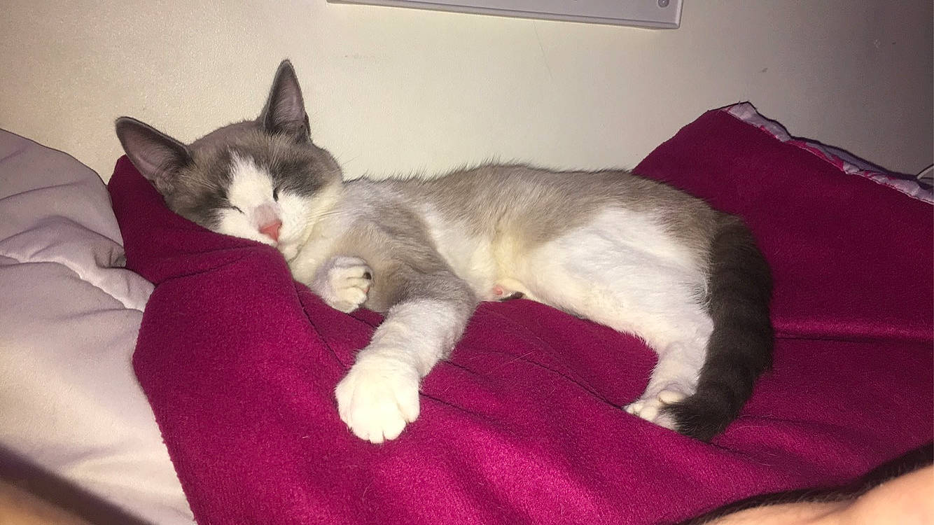 Perle a rejoint le concours — aidez-le/la à gagner de superbes lots ! balinese, carnivore, cat, claw, comfort, couch, domestic_short_haired_cat, eye, felidae, fur, lap, leg, nap, paw, sitting, sleep, small_to_medium_sized_cats, snout, tail, whiskers