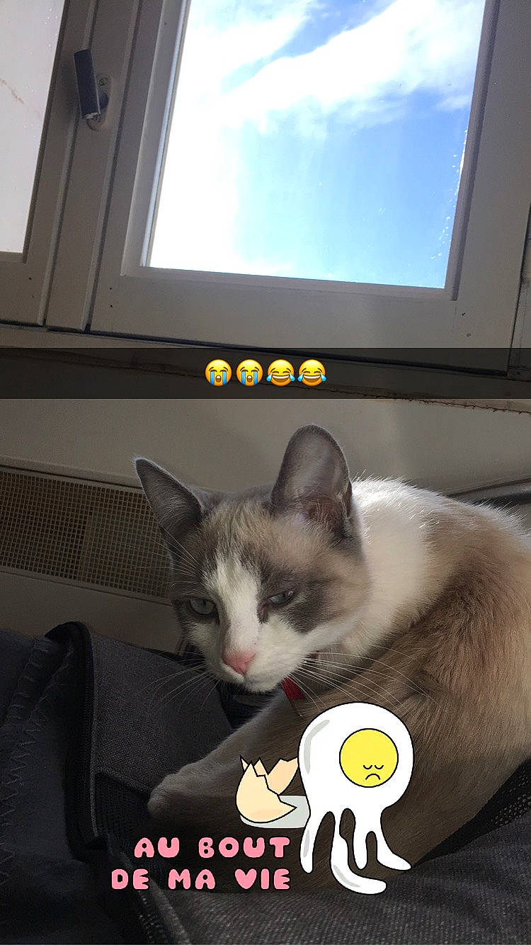 Perle a rejoint le concours — aidez-le/la à gagner de superbes lots ! balinese, box, carnivore, cat, comfort, daylighting, domestic_short_haired_cat, felidae, fur, logo, paw, photo_caption, sky, small_to_medium_sized_cats, tail, whiskers, window