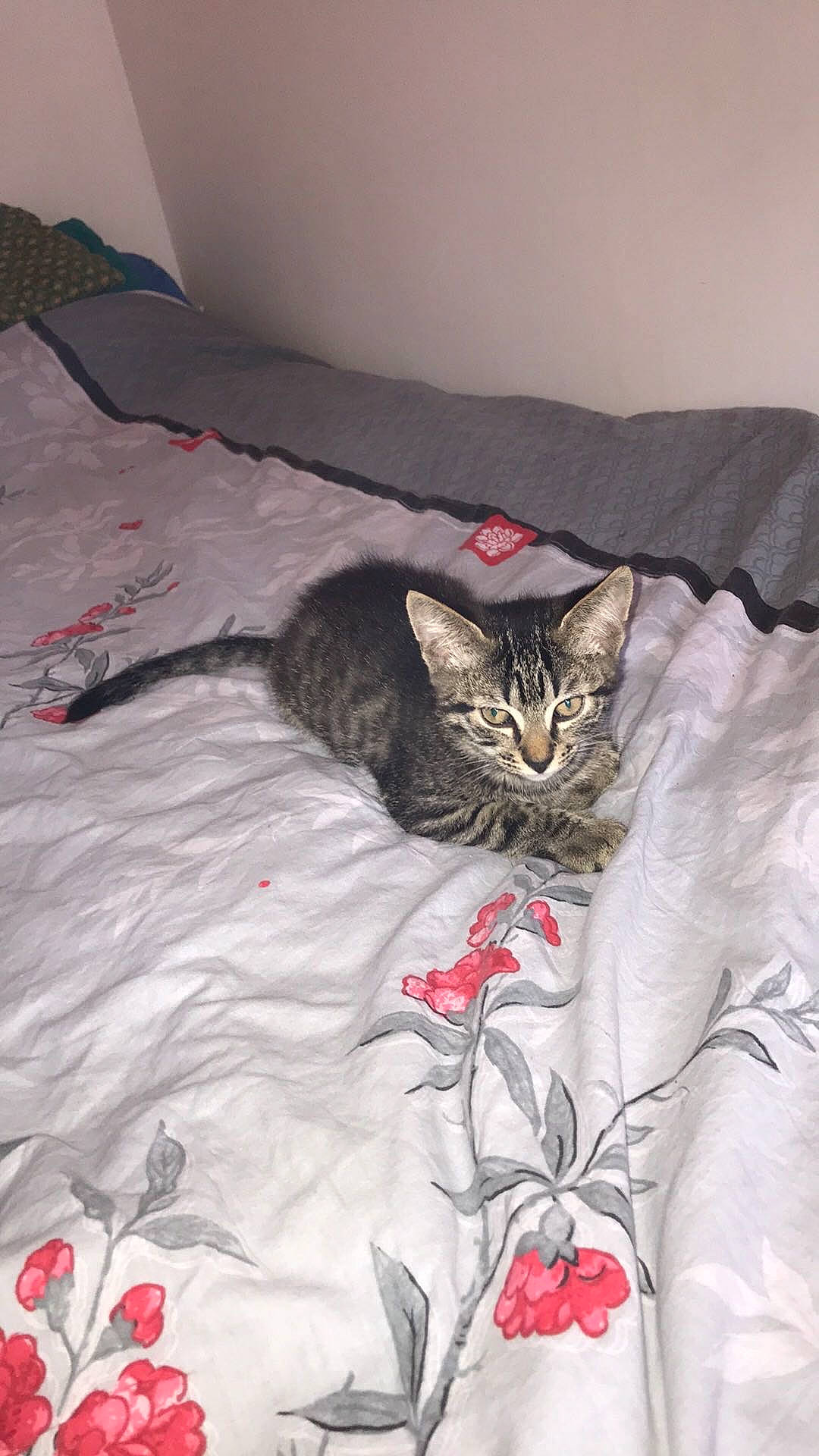 Polia a rejoint le concours — aidez-le/la à gagner de superbes lots ! bed, bed_sheet, bedding, bedroom, carnivore, cat, comfort, domestic_short_haired_cat, felidae, fur, grey, linens, pattern, petal, plant, room, small_to_medium_sized_cats, tail, textile, whiskers