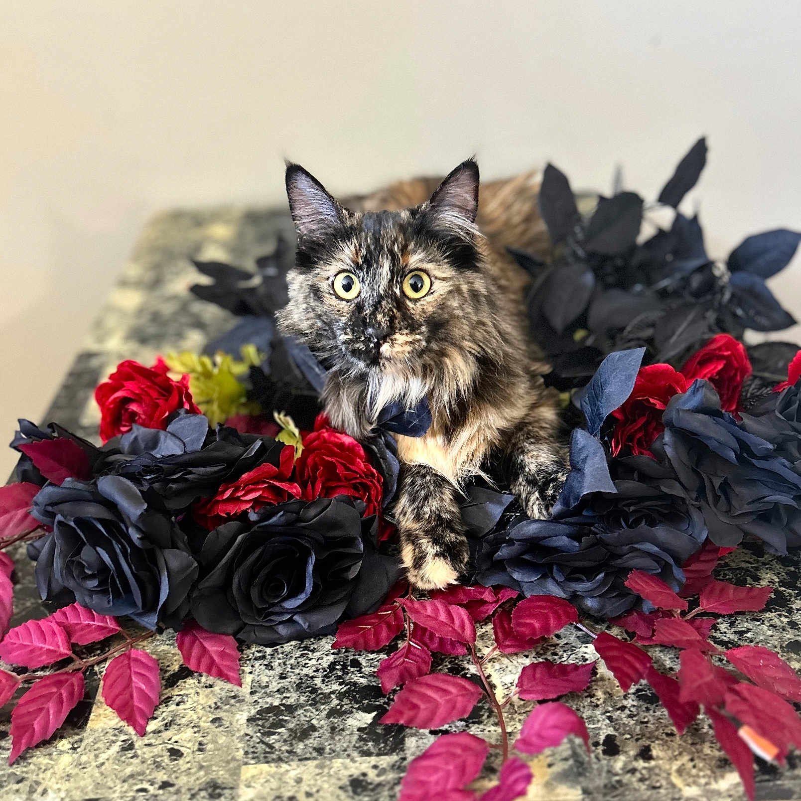 Mochi is registered to the contest to win money with this photo: animal, art, cat, dahlia, face, flower, flowerarrangement, flowerbouquet, head, kitten, leaf, manx, person, pet, petal, photography, plant, portrait, pottedplant, rose