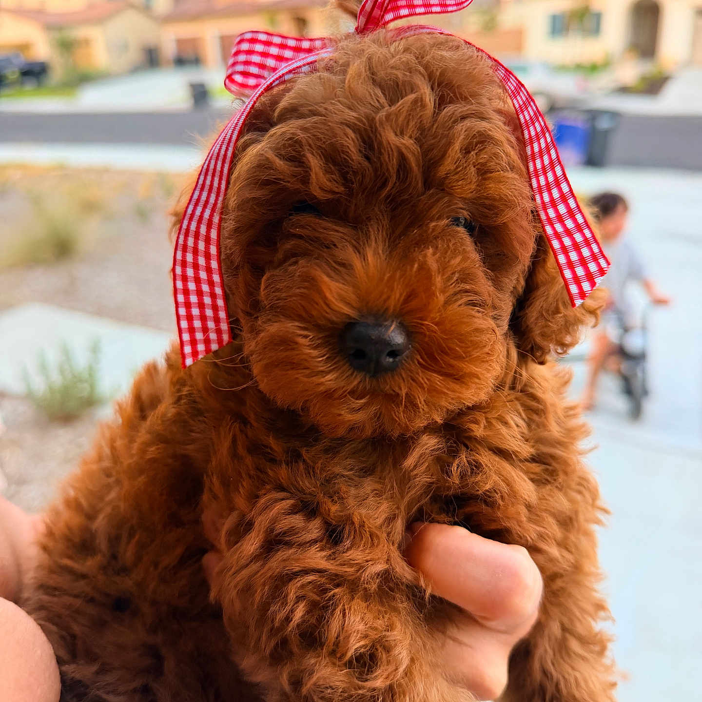 Lily joined the competition — help win amazing prizes! puppy, dog, brown_fur, curly_fur, fluffy, bow, ribbon, red, gingham, portrait, close_up, outdoor, residential_area, street, blurred_background, being_held, pet, cute, front_facing, photography