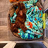 Lily joined the competition — help win amazing prizes! puppy, dog, brown_dog, sleeping, lying_down, upside_down, curly_fur, fluffy, pet_bed, basket, blanket, colorful_blanket, plush_toy, orange_toy, indoor, wood_floor, cozy, nap, home, photography