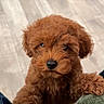 Lily joined the competition — help win amazing prizes! puppy, dog, curly_fur, apricot_coat, fluffy, pet, animal, portrait, close_up, indoors, couch, fabric, brown, black_nose, dark_eyes, sitting, playful, cute, cozy, photography