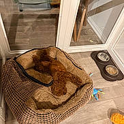 Lily joined the competition — help win amazing prizes! puppy, puppies, dog, sleeping, curly_coat, brown_fur, pet_bed, dog_pen, indoor, wood_floor, food_bowl, water_bowl, pet_food, plush_toy, chew_toy, cozy, resting, animal, home, photography