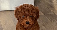 Lily joined the competition — help win amazing prizes! puppy, dog, curly_fur, brown_fur, small_dog, sitting, portrait, indoor, wooden_floor, home, furniture, white_cabinet, green_sofa, cute, adorable, fluffy, pet, looking_at_camera, paws, animal