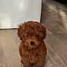 puppy, dog, curly_fur, brown_fur, small_dog, sitting, portrait, indoor, wooden_floor, home, furniture, white_cabinet, green_sofa, cute, adorable, fluffy, pet, looking_at_camera, paws, animal