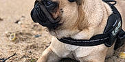 Neymar participe au concours pour gagner de l'argent avec cette photo : carnivoran, dog, dog_breed, dog_breed_group, dog_like_mammal, fawn, mammal, pug, puppy, snout, toy_dog