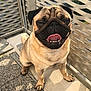 Neymar participe au concours pour gagner de l'argent avec cette photo : carnivoran, dog, dog_breed, dog_breed_group, dog_like_mammal, fawn, mammal, pug, snout, toy_dog