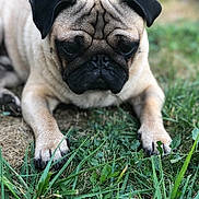 Neymar participe au concours pour gagner de l'argent avec cette photo : carnivoran, companion_dog, dog, dog_breed, dog_breed_group, dog_like_mammal, fawn, grass, mammal, pug, puppy, snout, toy_bulldog, toy_dog