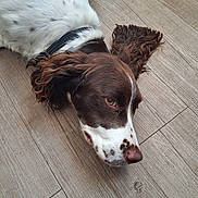 Vanille a rejoint le concours — aidez-le/la à gagner de superbes lots ! dog, brown_and_white, lying_down, wooden_floor, pet, floppy_ears, close_up, indoor, relaxed, canine, animal, fur, collar, snout, portrait, domestic, companion, resting, cute, friendly