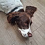 dog, brown_and_white, lying_down, wooden_floor, pet, floppy_ears, close_up, indoor, relaxed, canine, animal, fur, collar, snout, portrait, domestic, companion, resting, cute, friendly