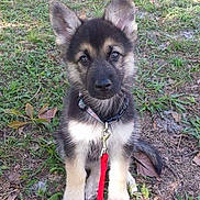 Gunnar is registered to the contest to win money with this photo: dog, puppy, german_shepherd, leash, collar, grass, outdoors, pet, sitting, cute, fur, ears, paws, nose, eyes, portrait, backyard, young, animal, adorable