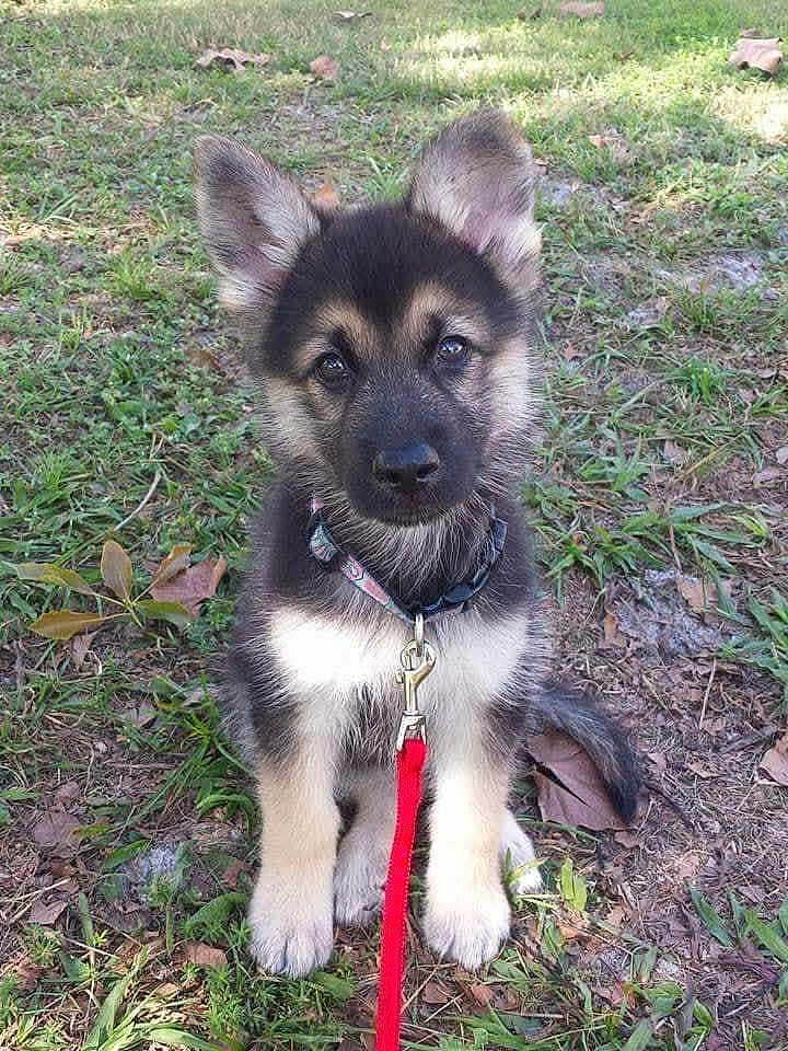 Gunnar is registered to the contest to win money with this photo: dog, puppy, german_shepherd, leash, collar, grass, outdoors, pet, sitting, cute, fur, ears, paws, nose, eyes, portrait, backyard, young, animal, adorable