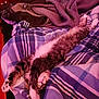 cat, tabby, sleeping, stretched_out, bed, blanket, striped_blanket, cozy, indoor, feline, pet, relaxed, fur, whiskers, paws, resting, cute, animal, domestic, comfort