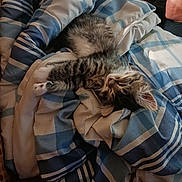 Marshmallow is registered to the contest to win money with this photo: animal, blanket, blue, cat, chair, cozy, cute, domestic_animal, fur, furniture, indoor, kitten, pet, relaxing, resting, sleeping, striped, tabby, white, young